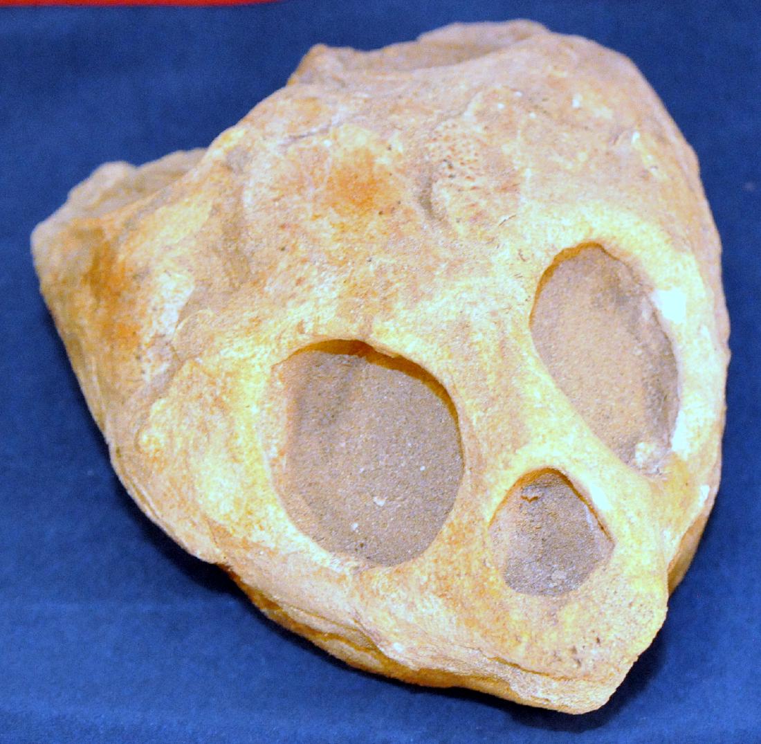 Fossil turtle mineralized large (1 of 6)