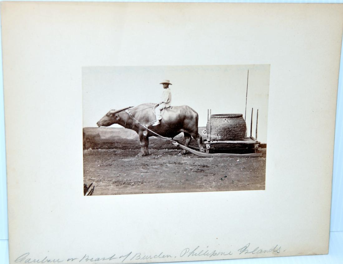 Photograph Phillipines caribou sled: Photograph of Phillipines Caribou or beast of burden -titled - late 19th c - about 8 x 10 inches