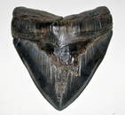 Megaladon shark tooth fossil