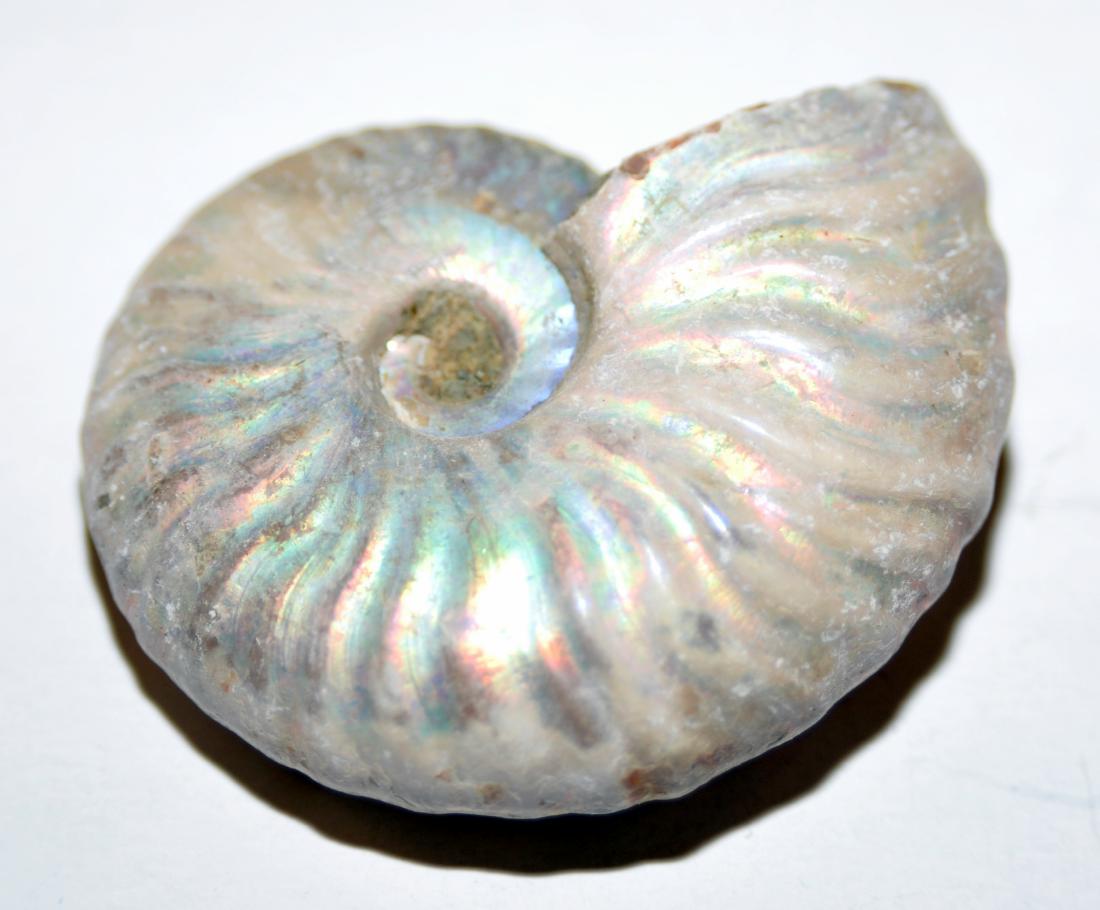 Ammonite specimen pearlized fossil (1 of 4)
