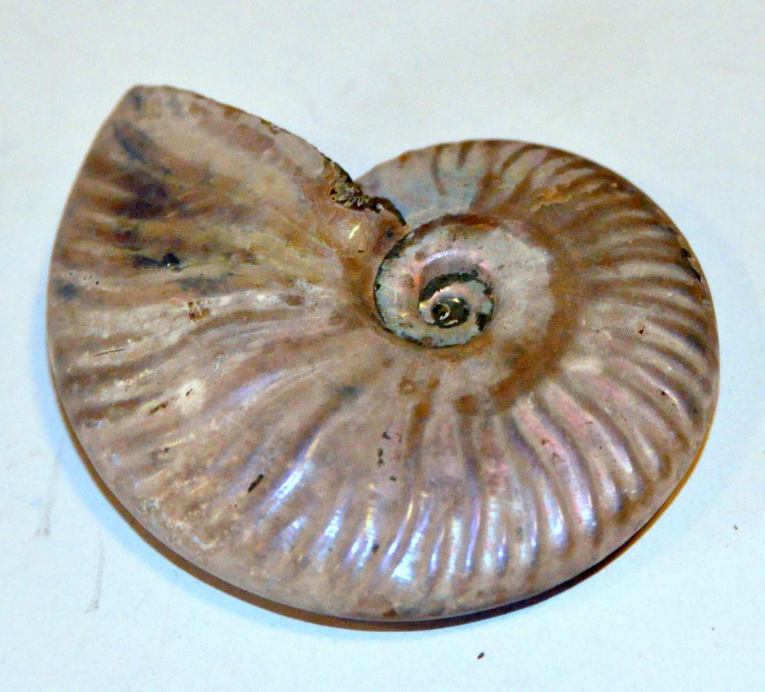 opalized ammonite fossil opalized ammonite fossil