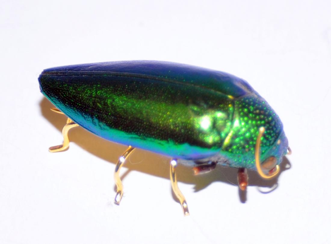 Green beetle wing pin: Custom natural Green beetle wing from Thailand designed into pin with bright vivid green color- iridescent and totally unique. Approx. 2 inches .