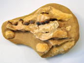 Dinosaur globodont jaw teeth