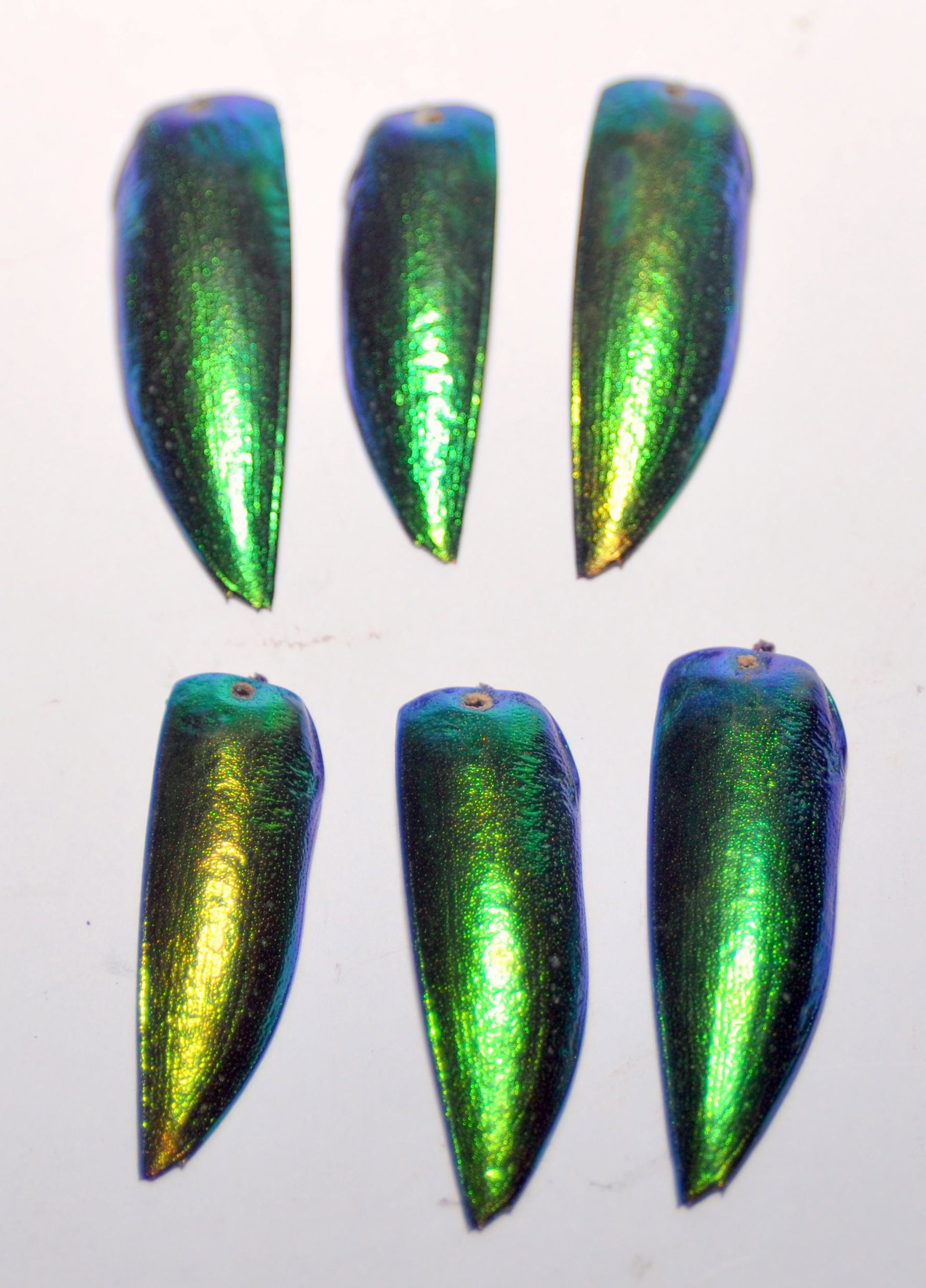 Green beetle wings drilled: 6 Green iridescent beetle wings drilled to use for any project or design you may want to create. Great condition and about 1 1/2 to 2 inches each.