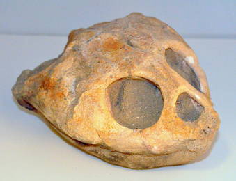 Fossil turtle specimen in matrix