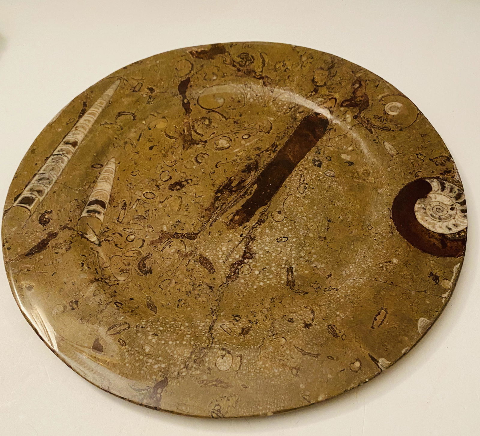 Fossil ammonite plate/platter large (1 of 4)