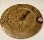 Fossil ammonite plate/platter large