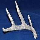 Carved deer antler American Inidans, animals