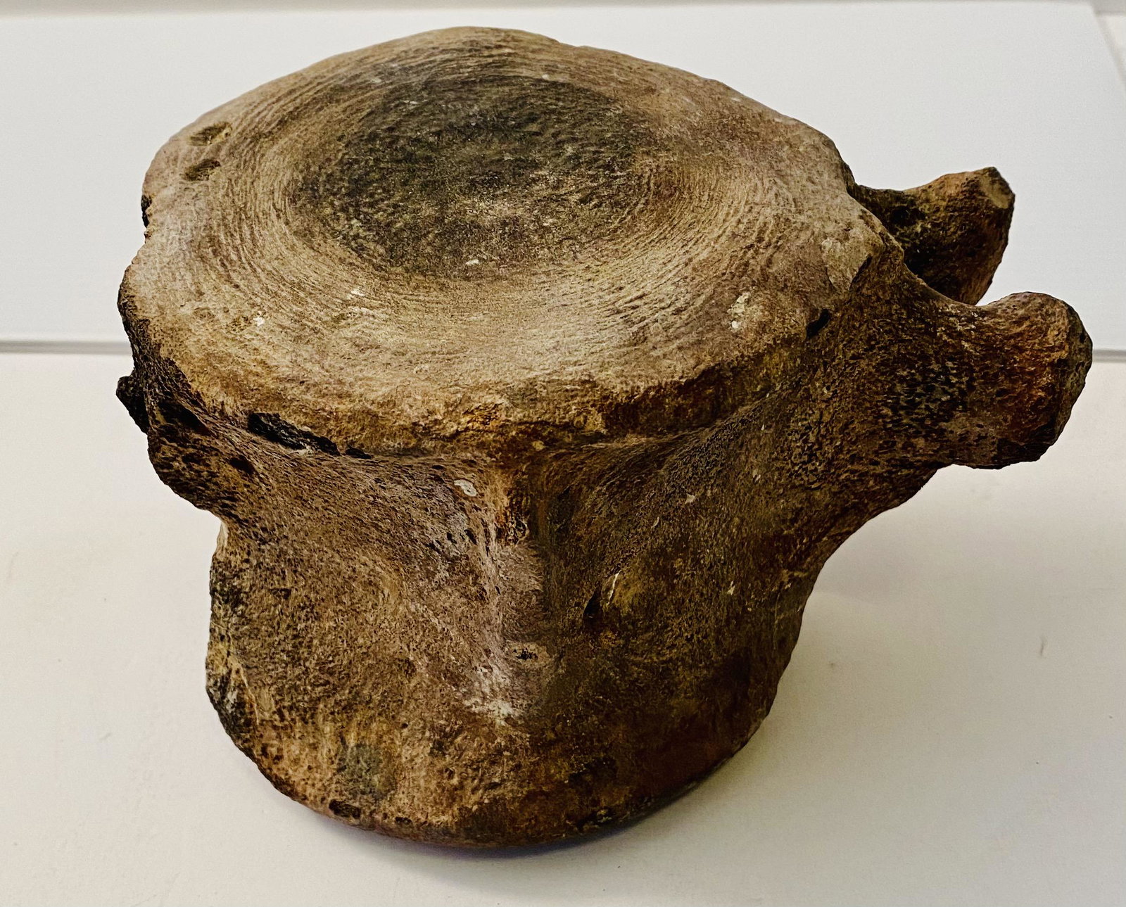 Vertebrae fossil specimen whale: Mineralized fossil vertebrae from whale - about 6-7 inches high and nicely formed,