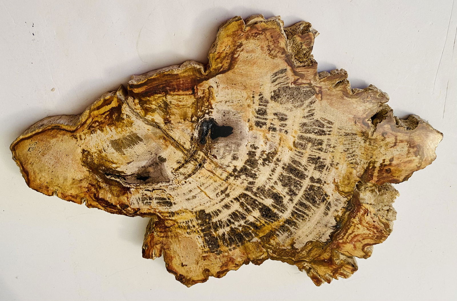 Petrified wood slice/slab natural: Petrified wood slice slab - natural polished color with dark to light coloring- about 1 inch thick 10 x 8 inches across. Can be used as a display or as a coaster.