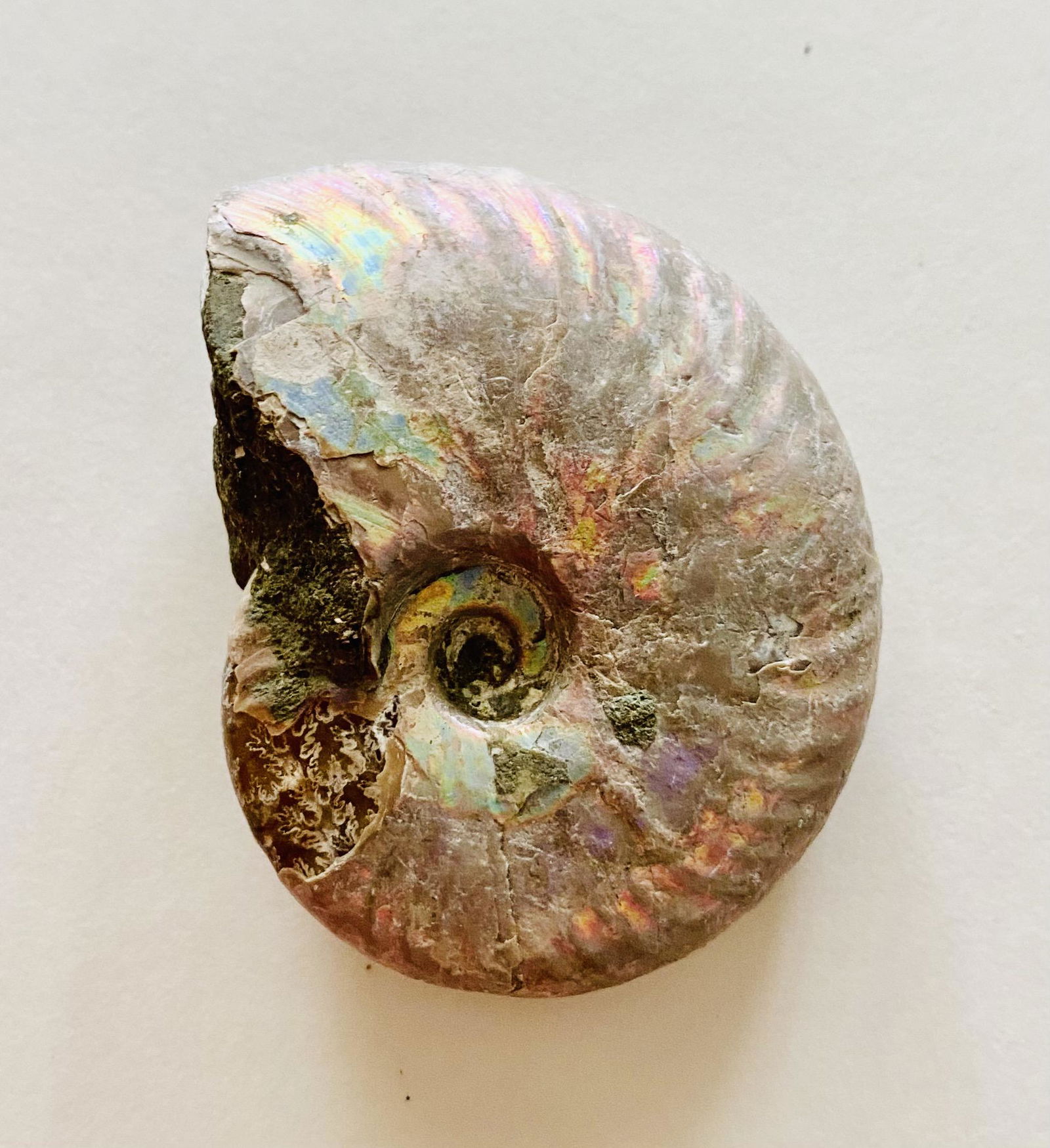 Opalized ammonite rainbow iridescence: Fossil ammonite rainbow color iridescent specimen - nice condition and about 1 5/8 inches across.