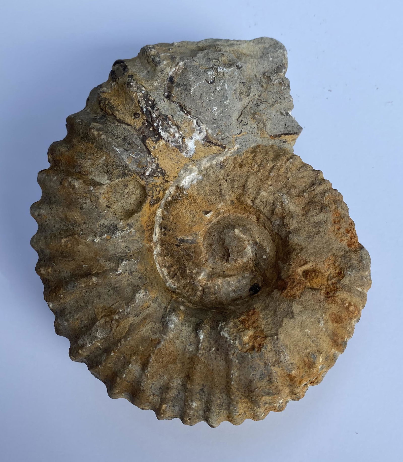 Fossil ammonite large specimen: Nice old ammonite fossil specimen-about 5 -6 inches across as found in the earth.