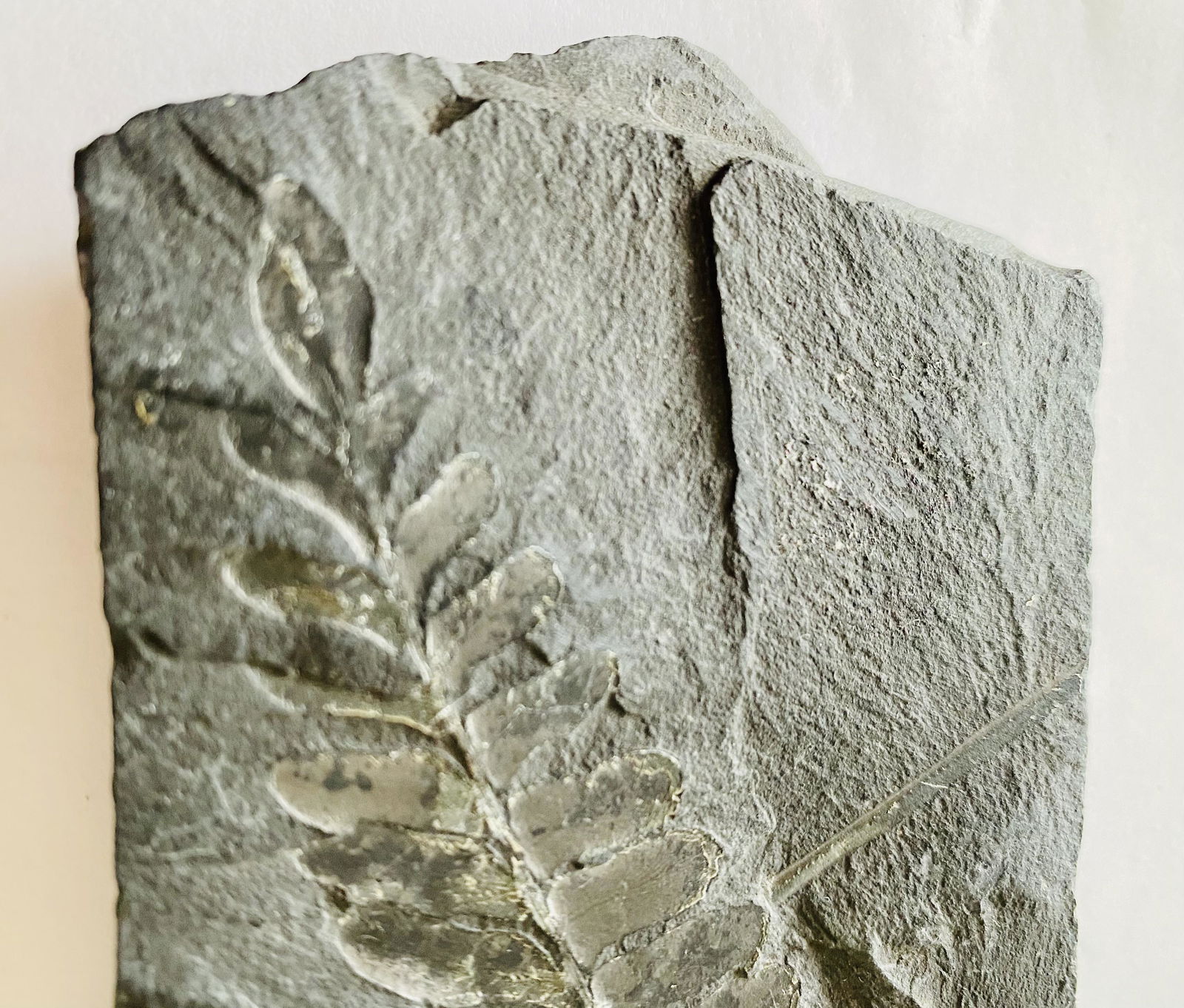 Fossil leaf on slate (1 of 3)
