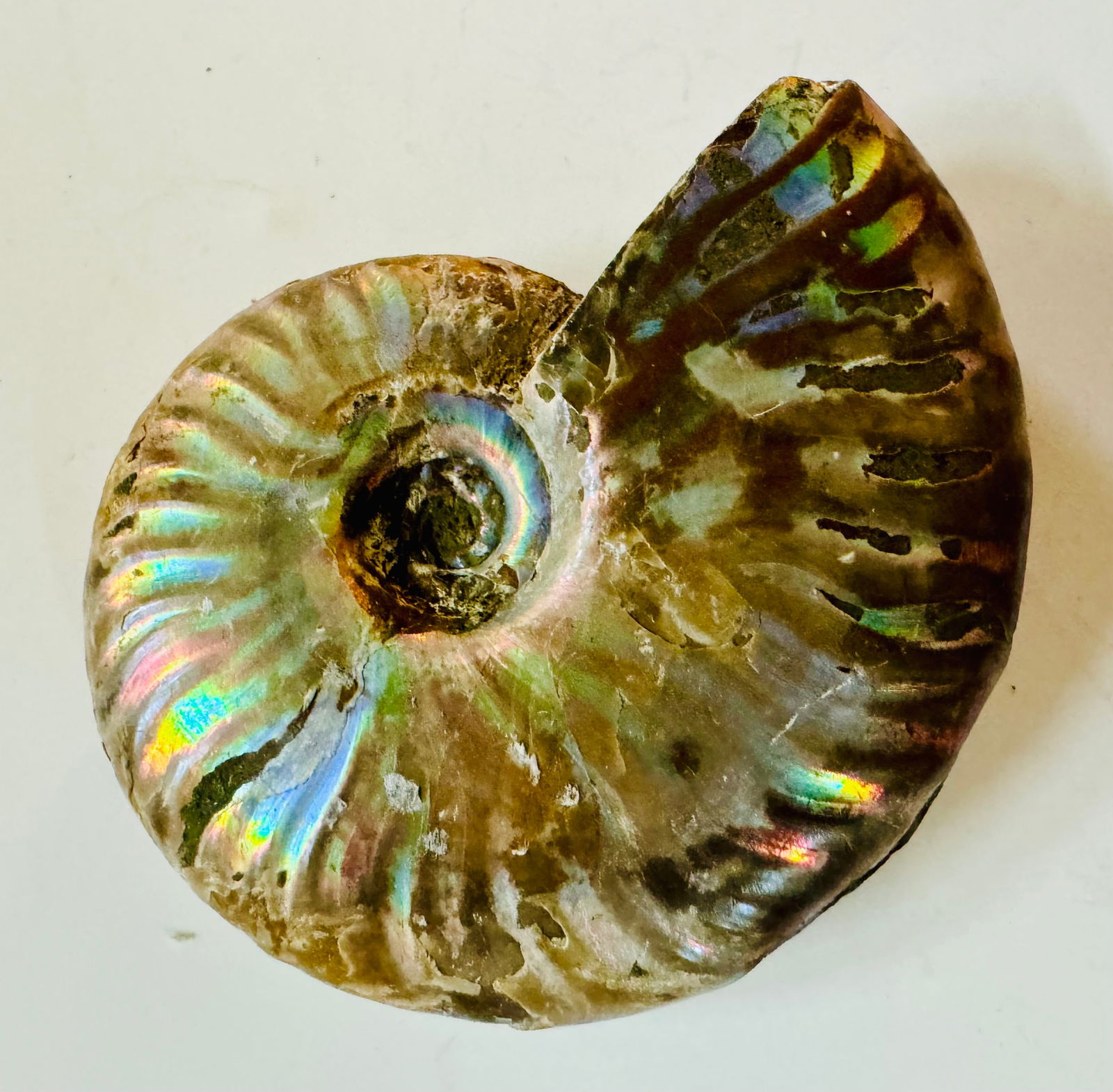 Rainbow fossil  ammonite specimen (1 of 4)