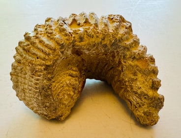 Fossil mollusk clam stone