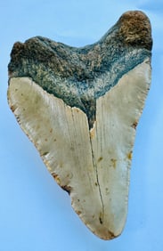 Giant megaladon sharks tooth fossil