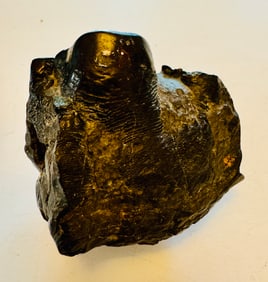 Fossil tooth of mastodon partial