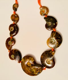Fossil ammonites graduated strand
