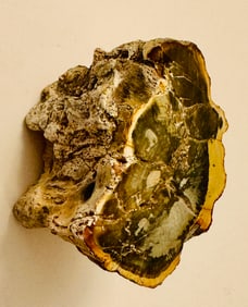 Petrified wood limb polished stone