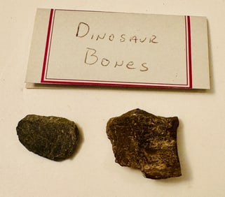 Dinosaur bone fossil fragments40