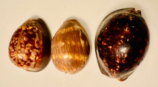 Special cowrie shells/ old collection - Japan and Thailand
