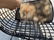 Pair of Original Harry Bertoia Side Chairs for Knoll - 9