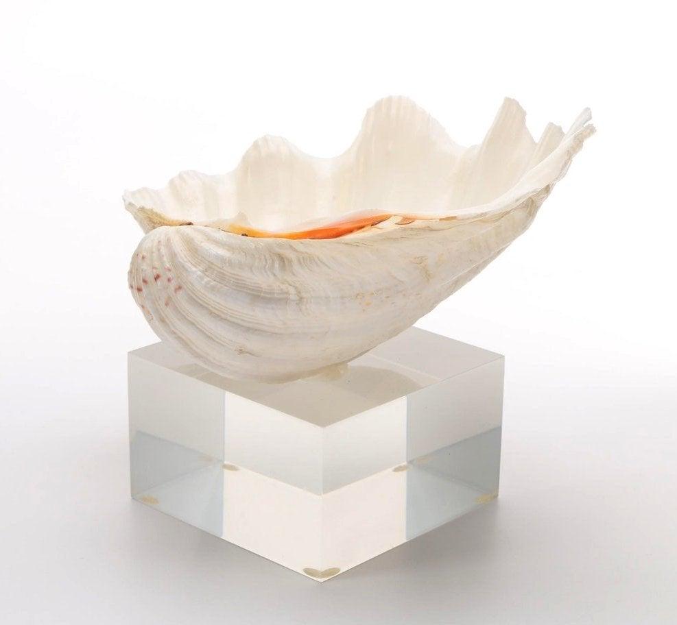 Natural Shell & Lucite Sculpture: This piece features a large off-white shell mounted on a square shaped clear acrylic base. The sculpture is unmarked. Measurements: 10.5 W x 8.0 H x 8.0 D All items are sold "as is". The auction house