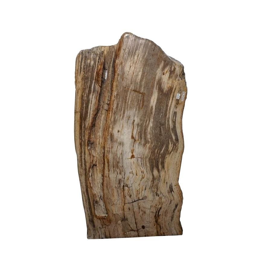 Petrified Wood Slab 32" W x 15" H x 2.5" thick (1 of 4)