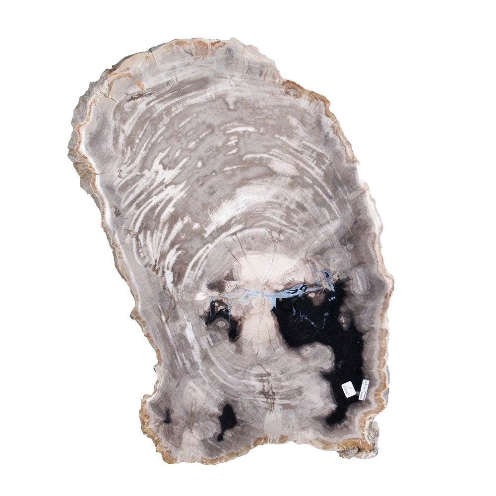 Large Petrified Wood Slab 25 wide x 16 deep x 2 thick (1 of 6)