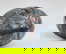 item-210343040=11