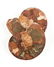 A GROUP OF THREE GRADUATED BISECTED POLISHED AMMONITE - 10