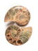 A GROUP OF THREE GRADUATED BISECTED POLISHED AMMONITE - 3