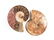 A GROUP OF THREE GRADUATED BISECTED POLISHED AMMONITE - 7