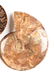 A GROUP OF THREE GRADUATED BISECTED POLISHED AMMONITE - 8