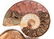 A GROUP OF THREE GRADUATED BISECTED POLISHED AMMONITE - 9