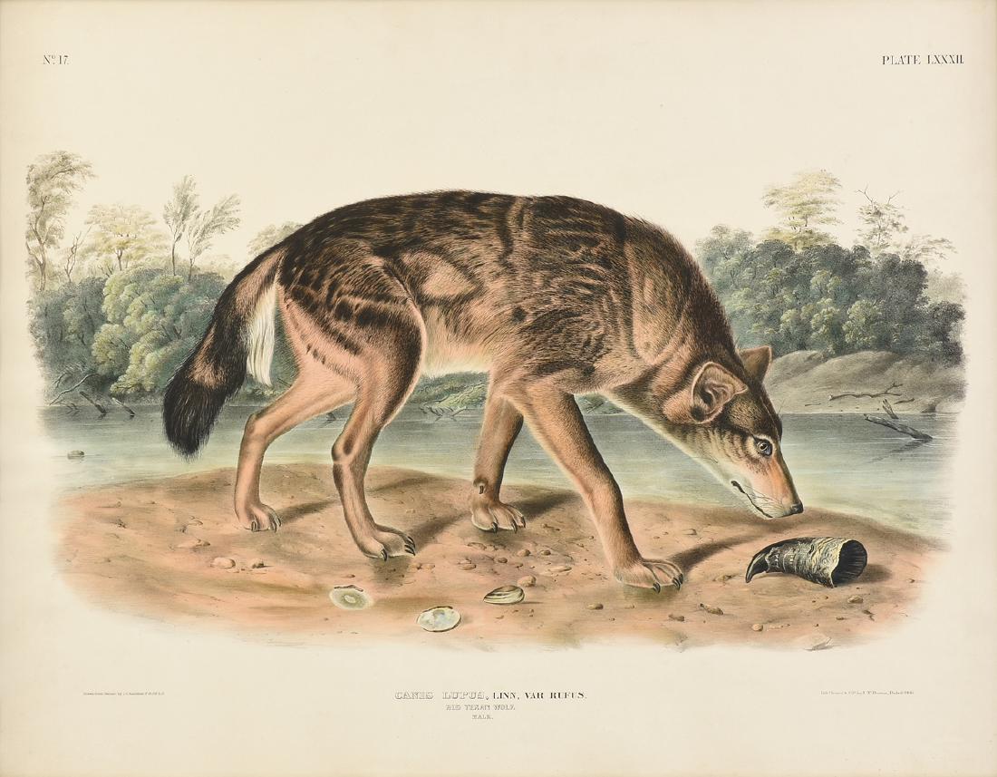 JOHN JAMES LAFOREST AUDUBON (French/American 1785-1851) (1 of 9)