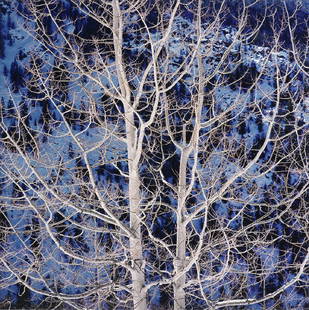 CHRISTOPHER BURKETT (American b. 1951) A PHOTOGRAPH,: CHRISTOPHER BURKETT (American b. 1951) A PHOTOGRAPH, "Glowing Winter Aspen," ink on paper, signed L/R. 19" x 19"