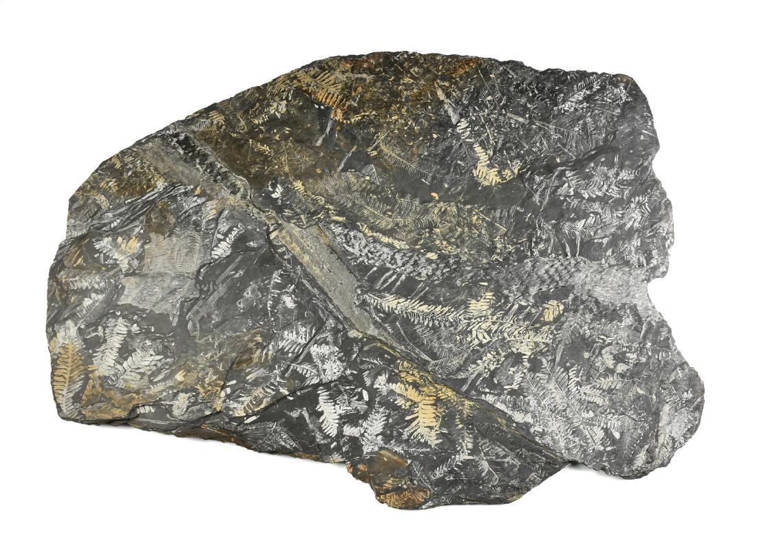 A PLANT MATTER FOSSIL SPECIMEN, ATTRIBUTED TO THE LATE: A PLANT MATTER FOSSIL SPECIMEN, ATTRIBUTED TO THE LATE PALEOZOIC ERA (541-251)/EARLY MESOZOIC (251-66) MILLION YEARS AGO, fern like plant matter and scaled textures preserved within black stone. 36" 