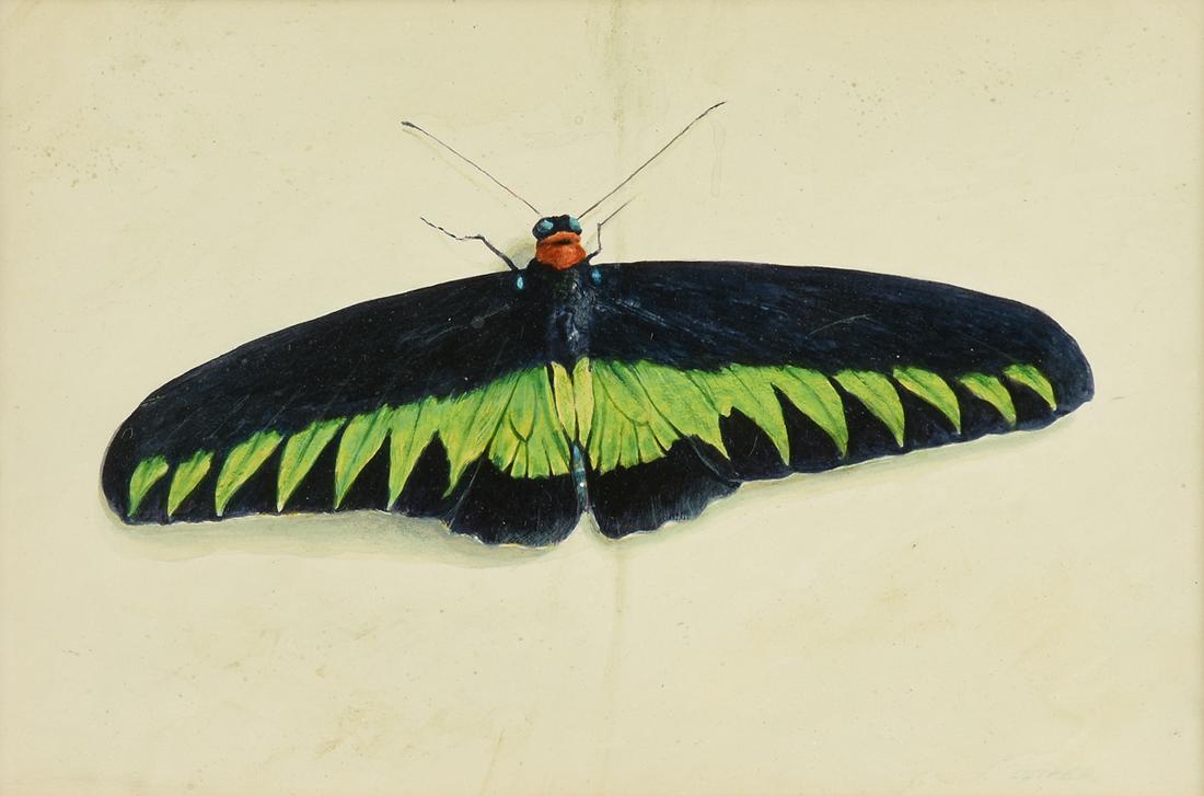 KERMIT OLIVER (American/Texas b. 1943) A PAINTING, "The: KERMIT OLIVER (American/Texas b. 1943) A PAINTING, "The Rajah Brooke Birdwing," acrylic wash on paper, signed L/R "Oliver," verso a paper gallery label. 6" x 9" Provenance: DuBose Gallery, Houston, Te