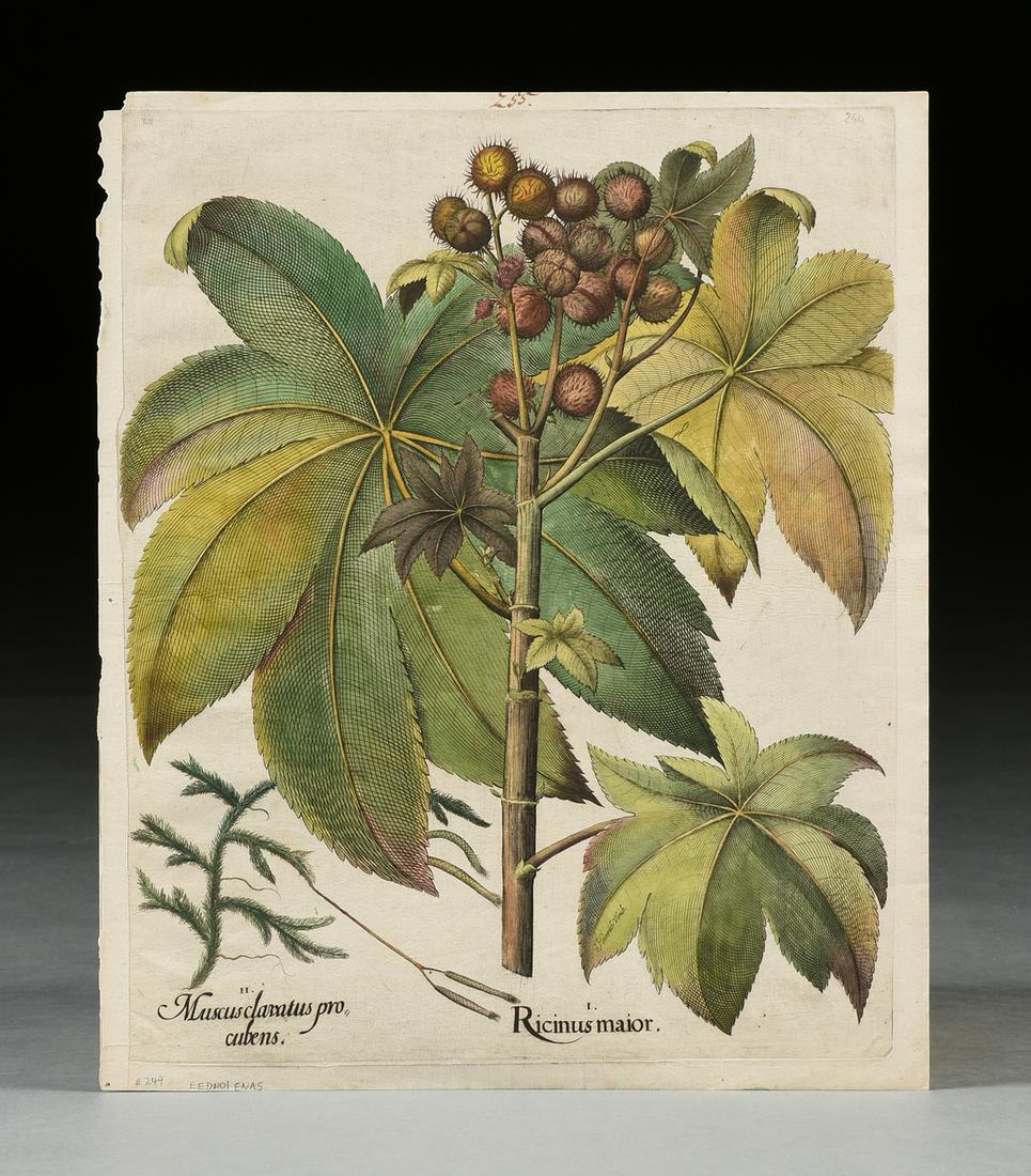 BASILIUS BESLER (German 1561-1629) FOUR BOTANICAL: BASILIUS BESLER (German 1561-1629) FOUR BOTANICAL PRINTS, NUREMBERG, CIRCA 1613, hand colored engravings on paper, delux and trade edition page fragments from Basilius Besler’s Hortus Eystettensis, 