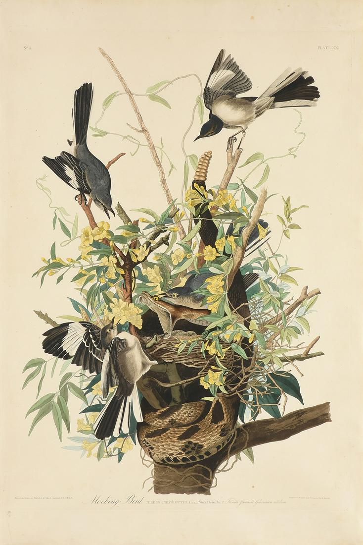 JOHN JAMES AUDUBON (American 1785-1851) AN ELEPHANT: JOHN JAMES AUDUBON (American 1785-1851) AN ELEPHANT FOLIO PRINT, "Mocking Bird(Turdus Polygluttus)," 1827-1838, hand colored aquatint engraving on paper, plate XXI, no. 5, L/L "Drawn from Nature & Pub