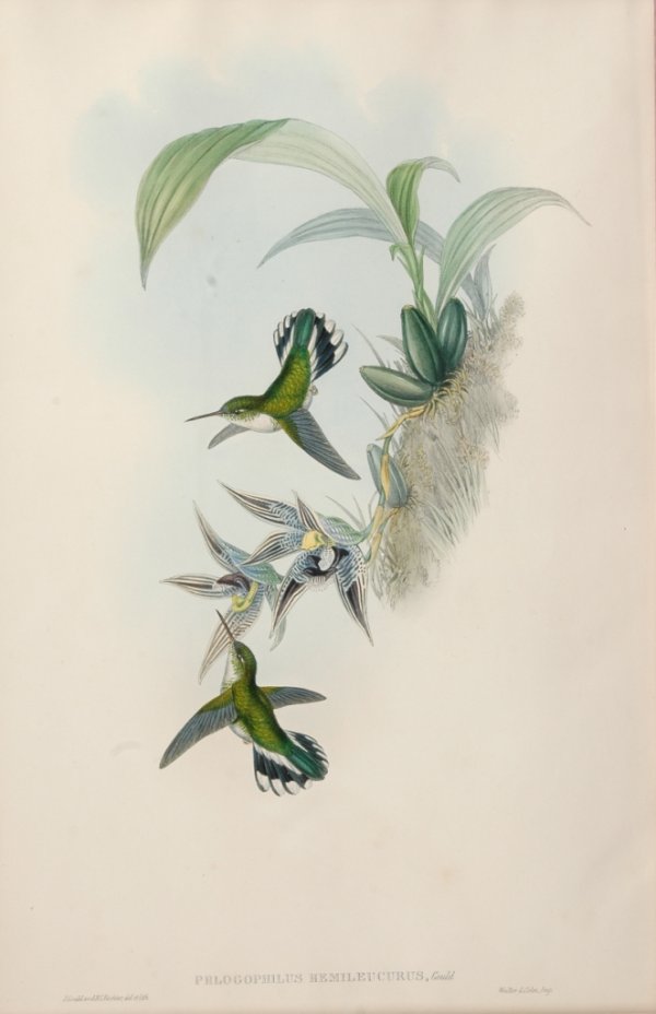 J. GOULD and H. C. RICHTER (British 1804-1881) 