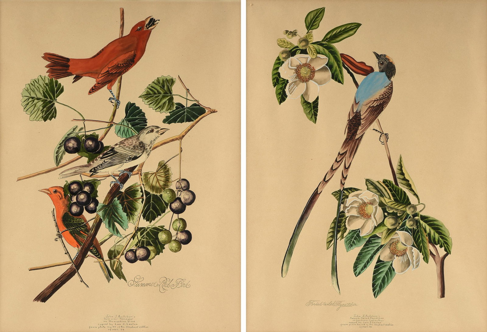 LOIS J. LESTER (American/New Orleans 20th Century) TWO: LOIS J. LESTER (American/New Orleans 20th Century) TWO PAINTINGS, "Summer Red Bird," AND "Forked Tailed Flycatcher," watercolor and ink on paper, inscribed and signed in ink, "John J. Audubon's Summer