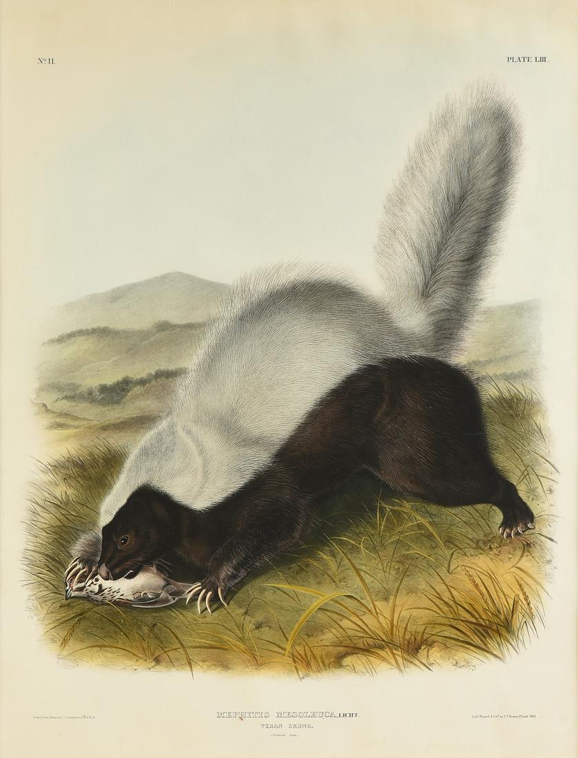 JOHN JAMES AUDUBON (American 1785-1851) A LITHOGRAPH,: JOHN JAMES AUDUBON (American 1785-1851) A LITHOGRAPH, "Mephitis Mesoleuca. Licht. (Texan Skunk. Natural Size.)," PHILADELPHIA, CIRCA 1845, hand colored lithograph on paper, "Drawn from Nature by J.J. 