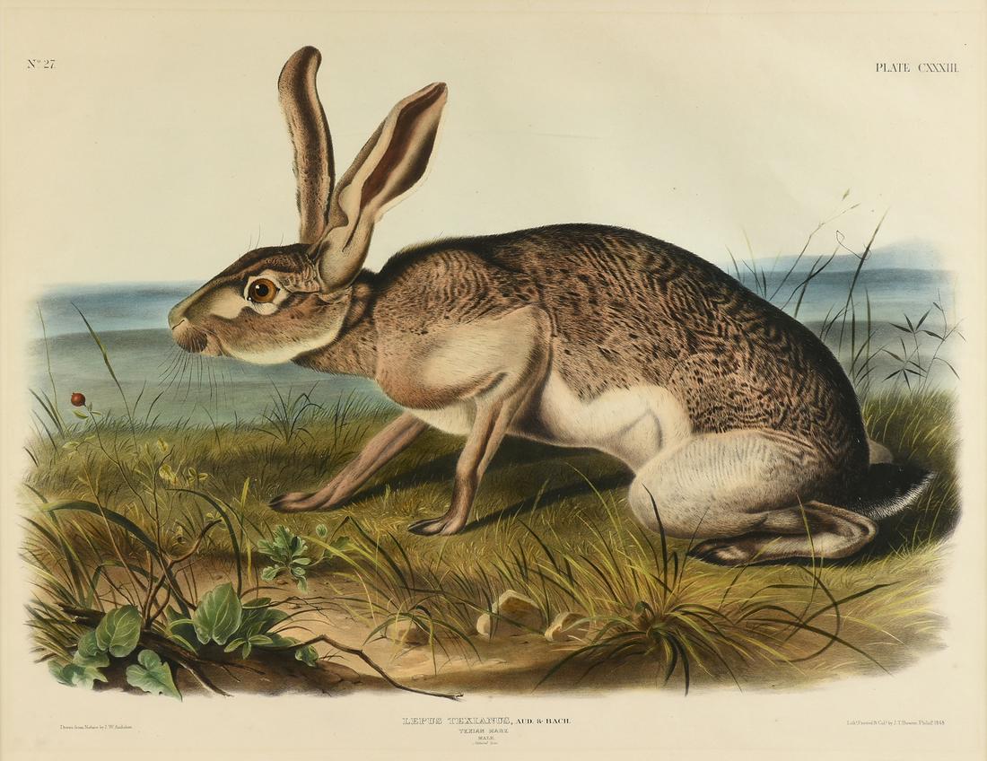 JOHN WOODHOUSE AUDUBON (American 1812-1862) A: JOHN WOODHOUSE AUDUBON (American 1812-1862) A LITHOGRAPH, "Lepus Texianus. Aud. & Bach (Texian Hare. Male. Natural Size.)," PHILADELPHIA, CIRCA 1848, hand colored lithograph on paper, "Drawn from Natu