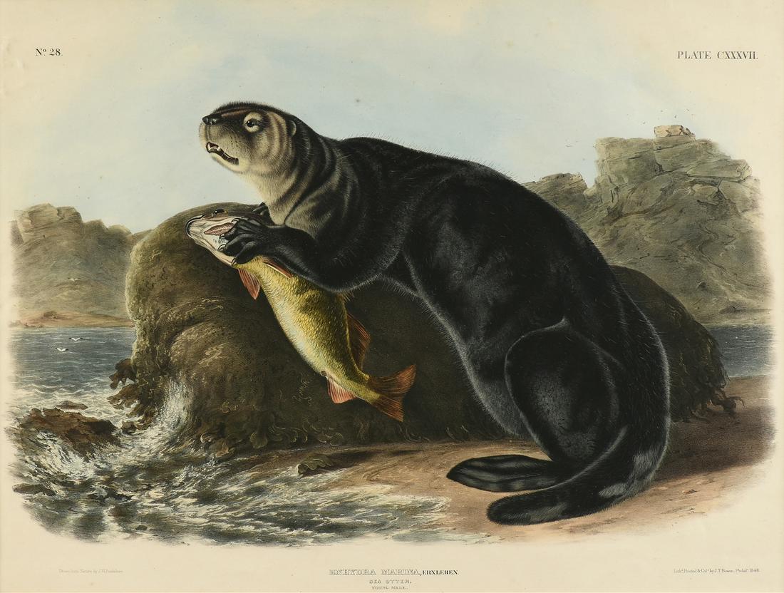 JOHN WOODHOUSE AUDUBON (American 1812-1862) A: JOHN WOODHOUSE AUDUBON (American 1812-1862) A LITHOGRAPH, "Enhydra Marina, Erxleben.(Sea Otter. Young Male.)," PHILADELPHIA, CIRCA 1848, hand colored lithograph on paper, "Drawn from Nature by J.W. Au