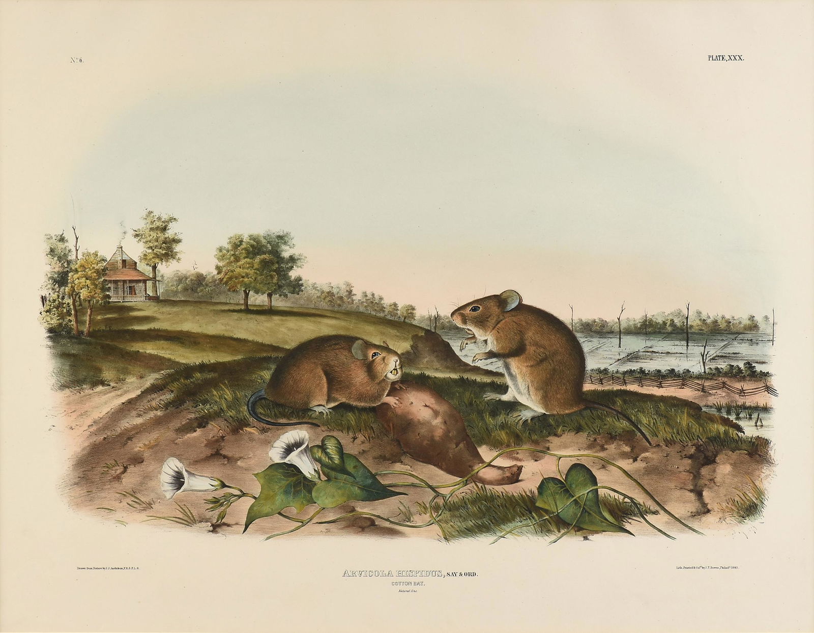 JOHN JAMES AUDUBON (American 1785-1851) A LITHOGRAPH, (1 of 12)