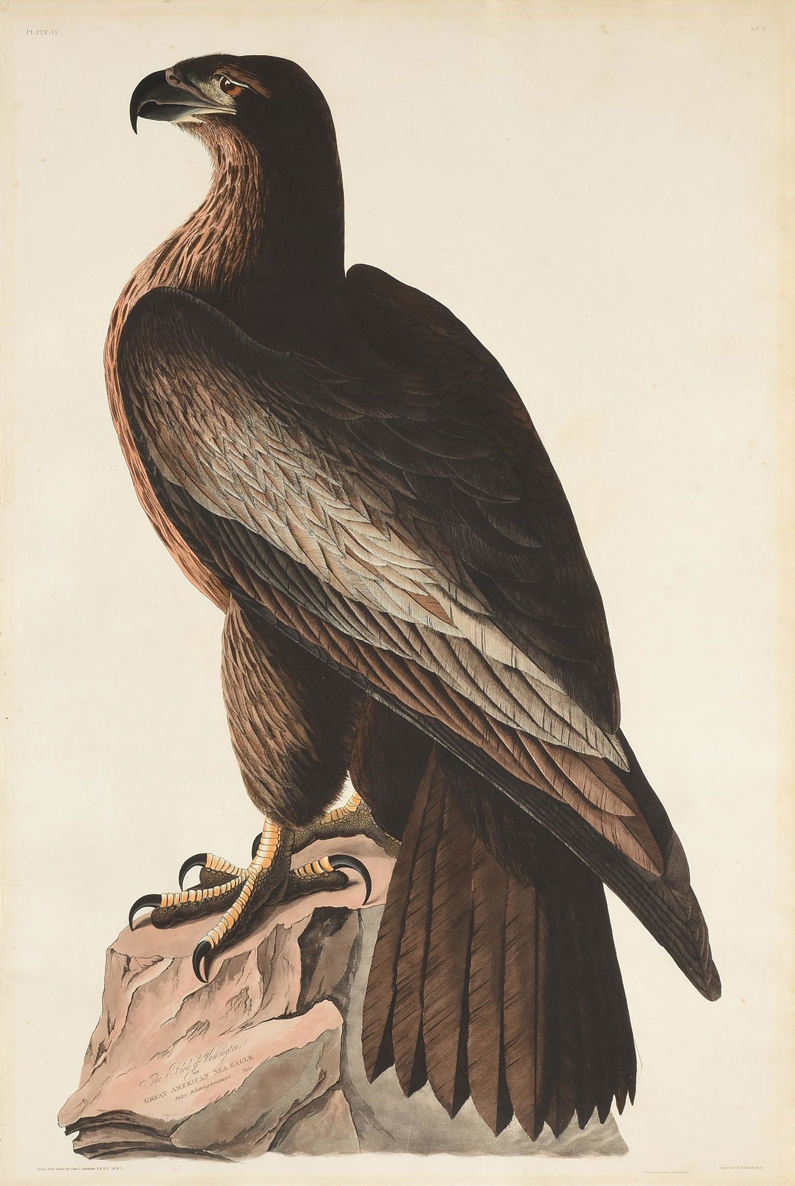 after JOHN JAMES AUDUBON (American 1785-1851) AN (1 of 14)