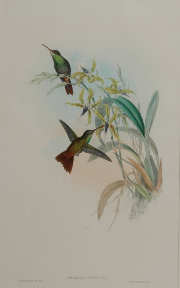 JOHN GOULD (British 1804-1881) A LITHOGRAPH, "Ama: JOHN GOULD (British 1804-1881) A LITHOGRAPH, "Amazilia Reifferi," hand colored on wove paper, published by J. Gould and H. C. Richter, London accompanied by a leaf of descriptive text of interest rega