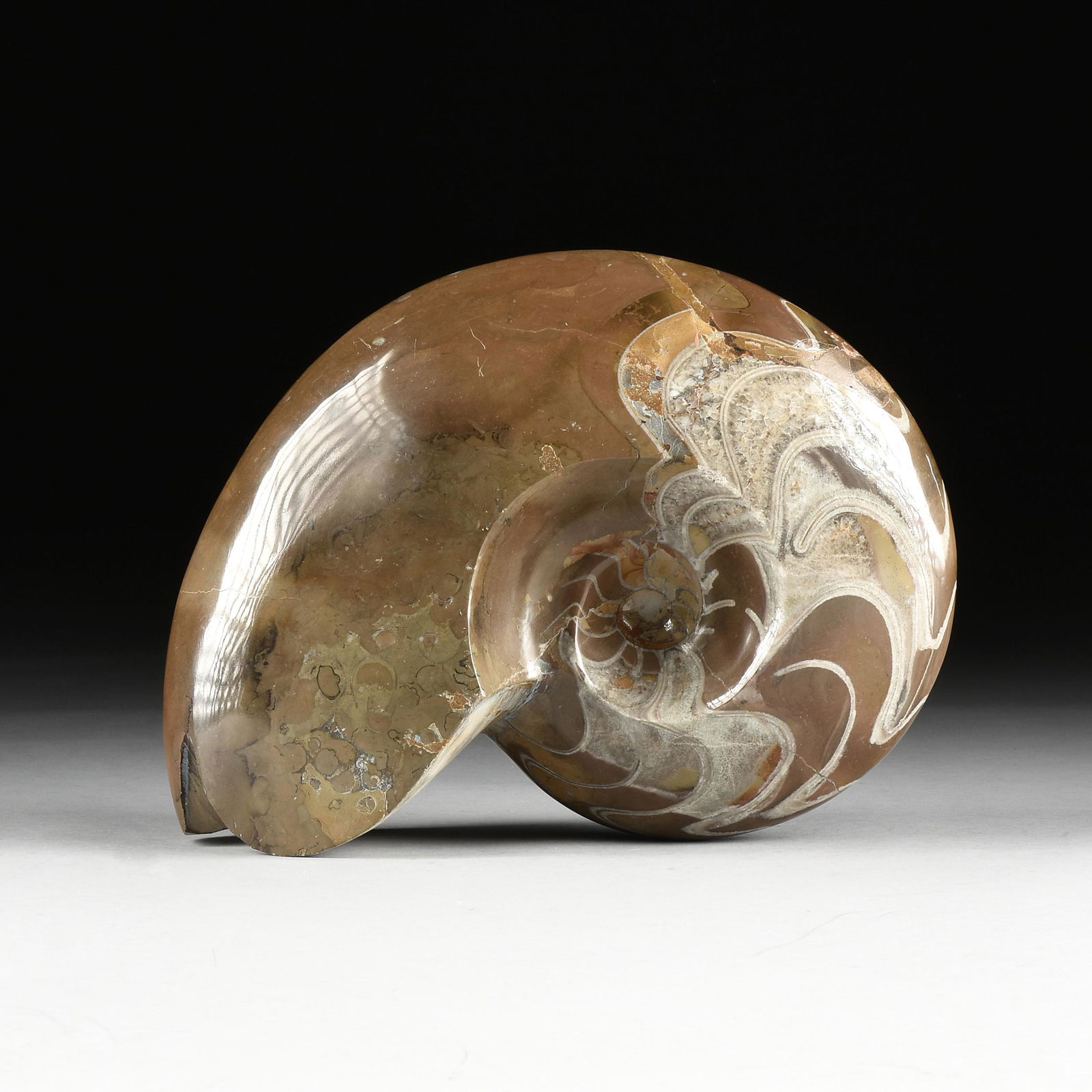 A POLISHED AMMONITE FOSSIL FRAGMENT, CIRCA (1 of 8)